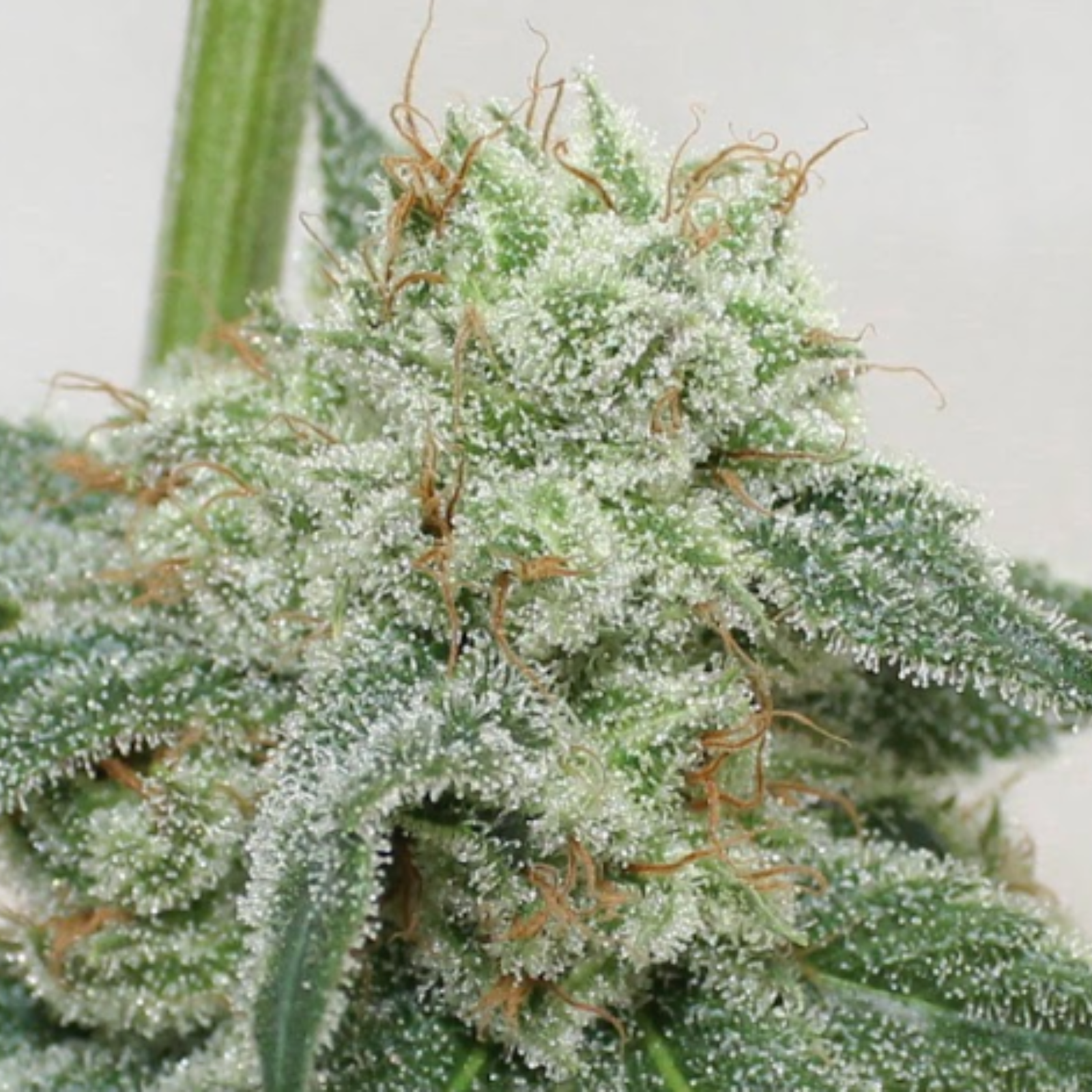 Cheese Breath